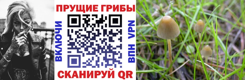 mega как войти  Котово  Галлюциногенные грибы Psilocybine cubensis 